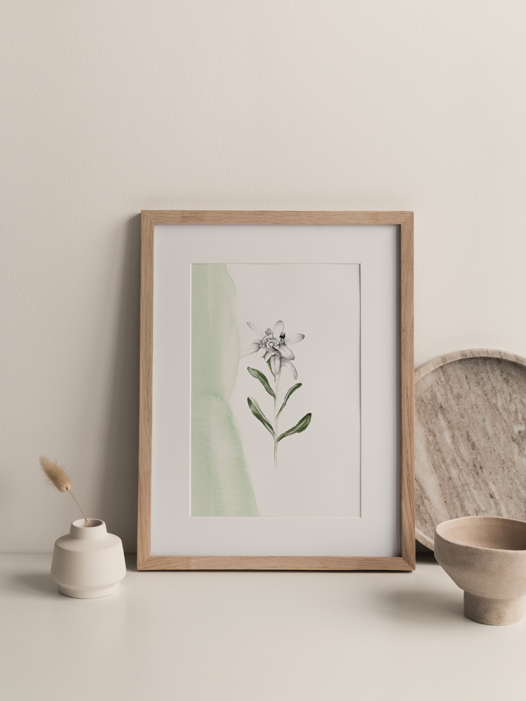 lámina decorativa edelweiss