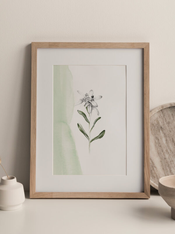 lámina decorativa edelweiss